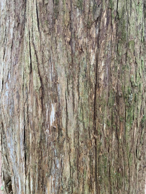 Red Cedar Bark Close-up
